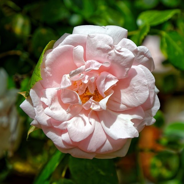 Velvet Dawn Rose