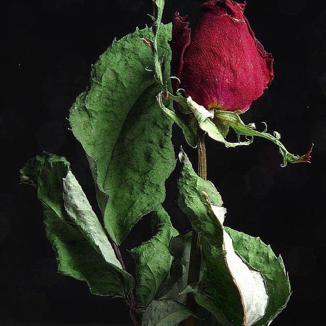 Scarlet Longstem Rose