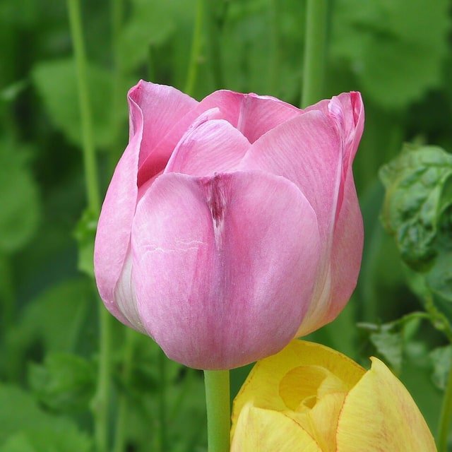 Spring Tulips