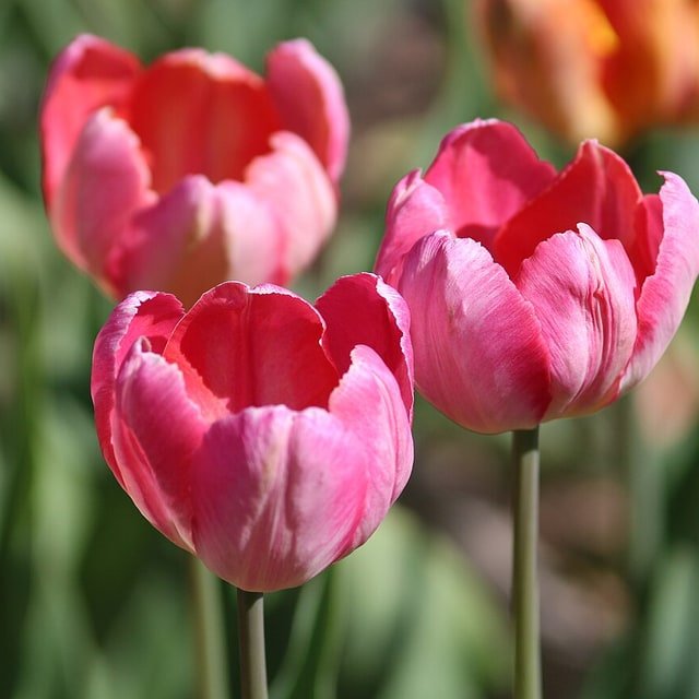 Spring tulip arrangement guide