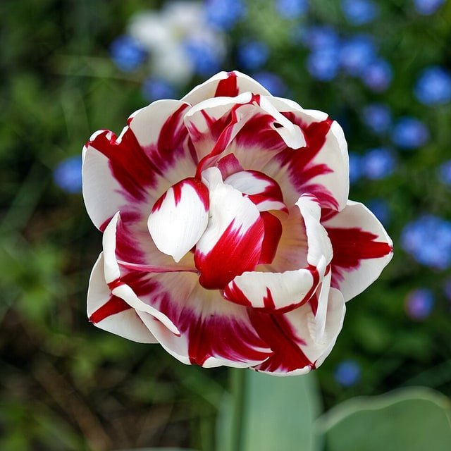 Violet Triumph Tulip