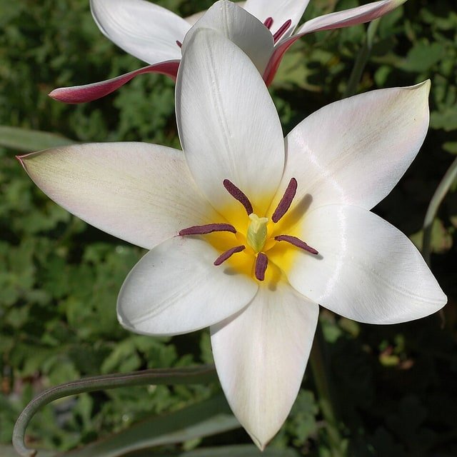 Snow White Tulip