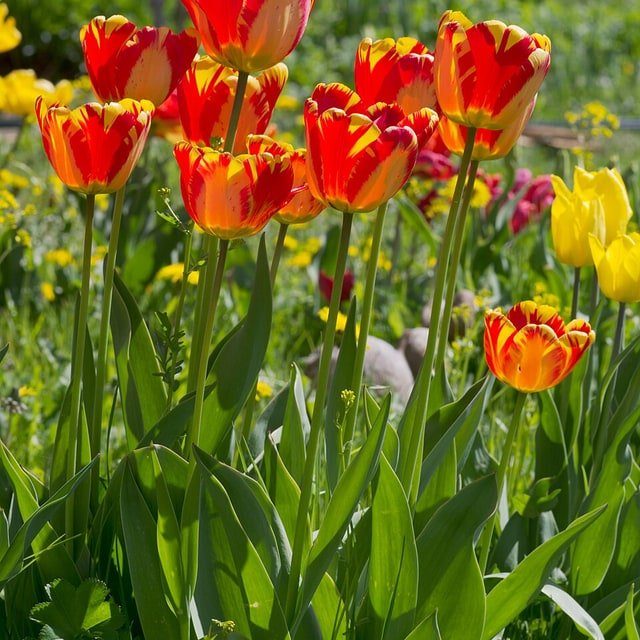 Plum Double Tulip