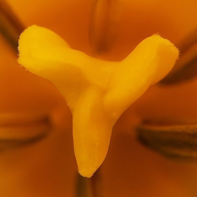 Magenta Tulip Cup