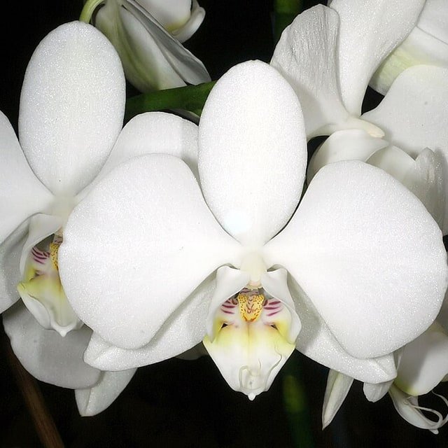 Orchid Studio