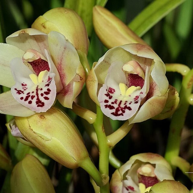 Blush Cymbidium Spike
