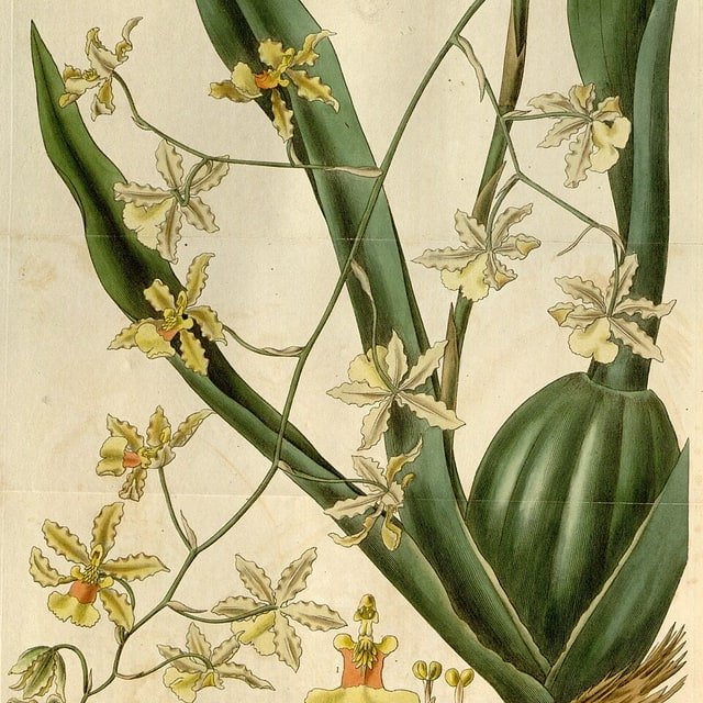Gold Oncidium Spray