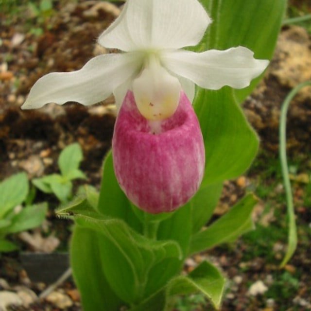 Crimson Slipper Orchid
