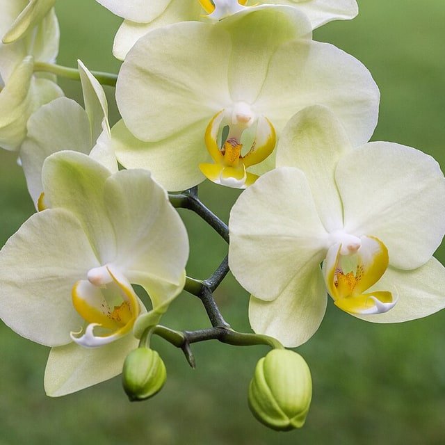 Speckle Moth Orchid