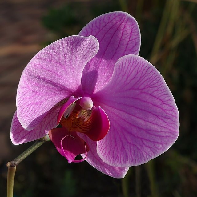 Mini Orchid Cluster