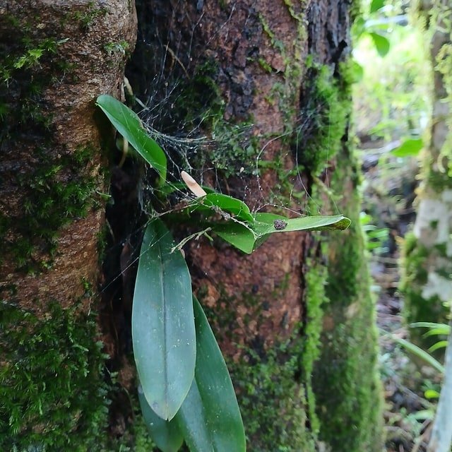 Zebra Stripe Orchid
