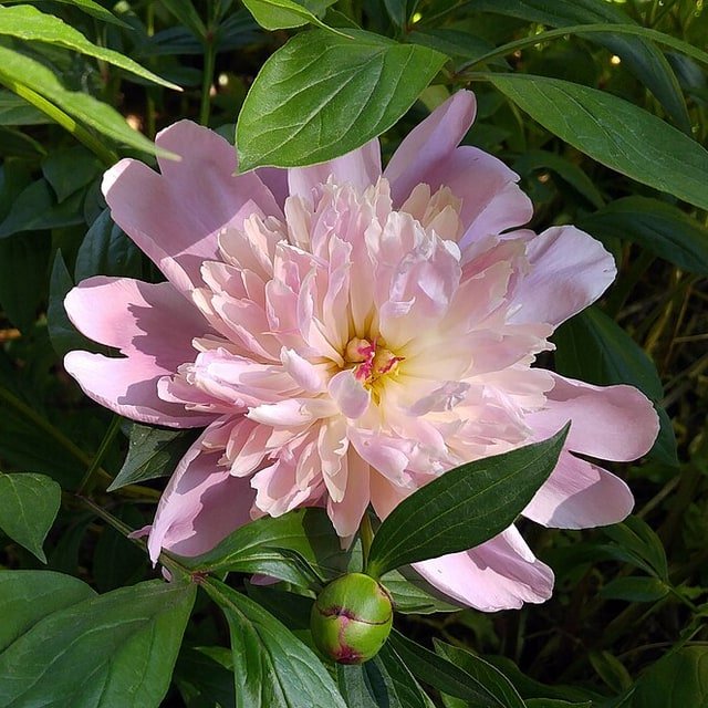 Deep Red Peony