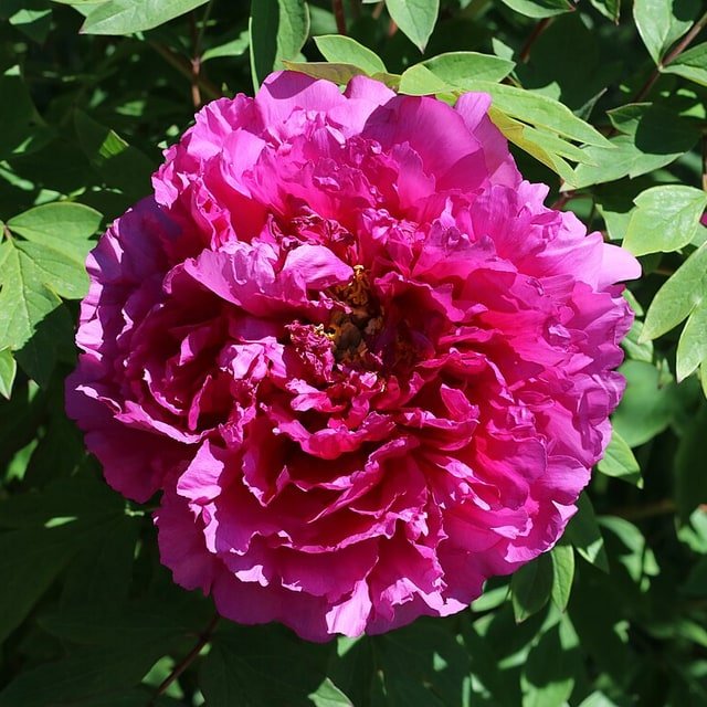 Raspberry Peony Stem