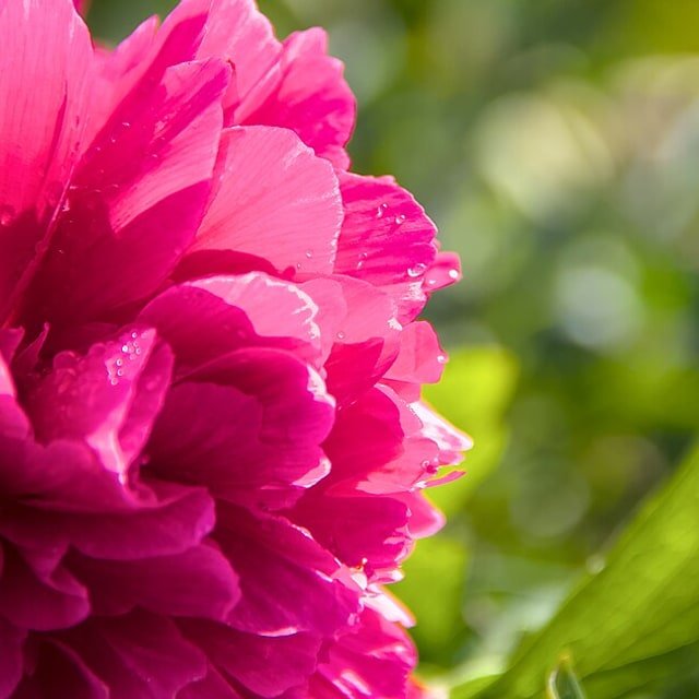 Sunset Peony Head