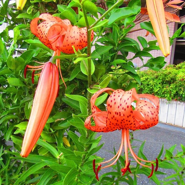 Spotted Tiger Lily