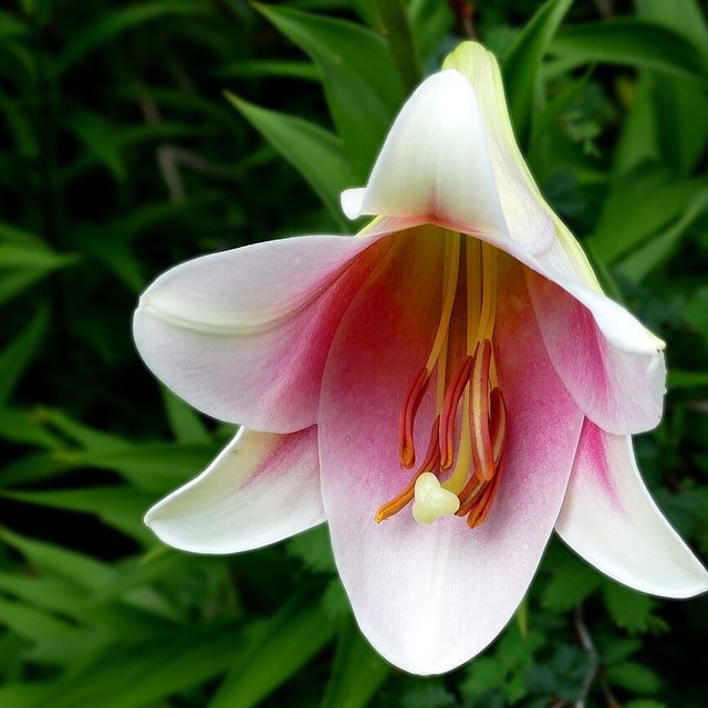 Amber Trumpet Lily