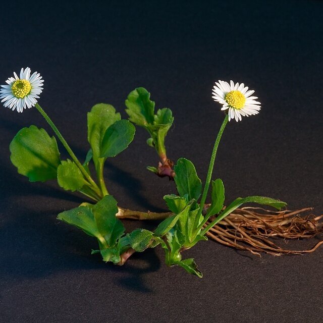 Daisy Meadow Bunch