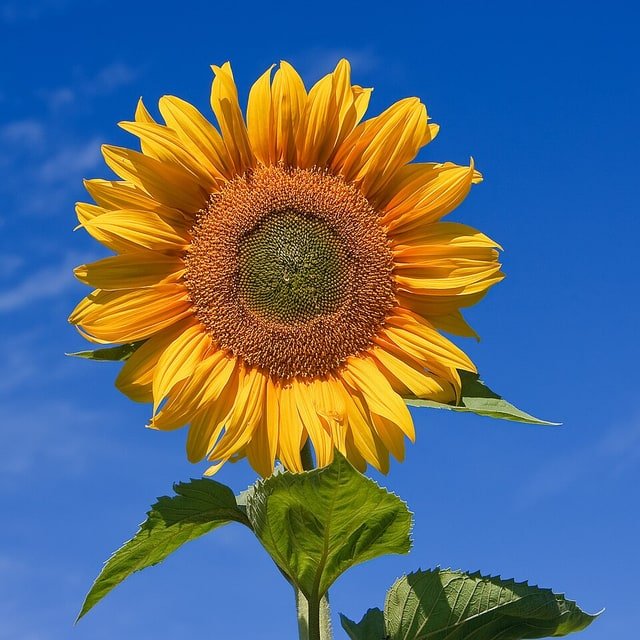 Golden Sunflower Stem