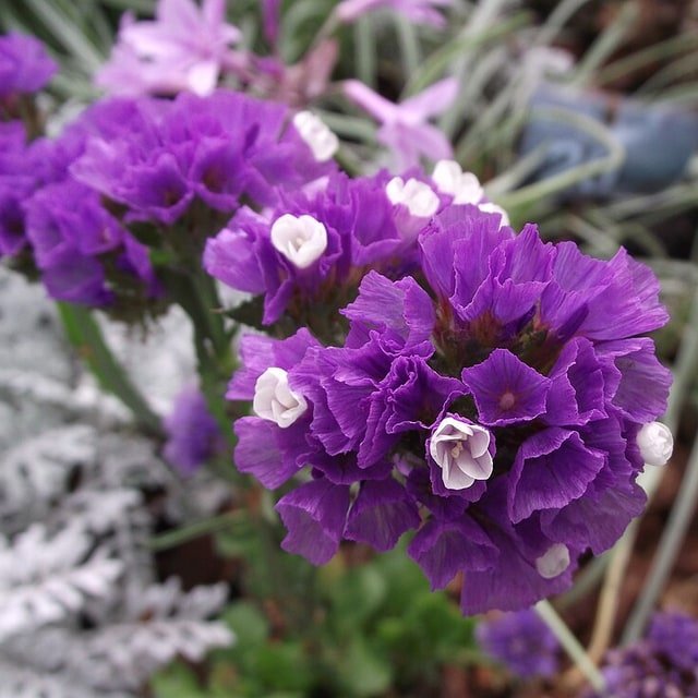 Purple Statice Bunch