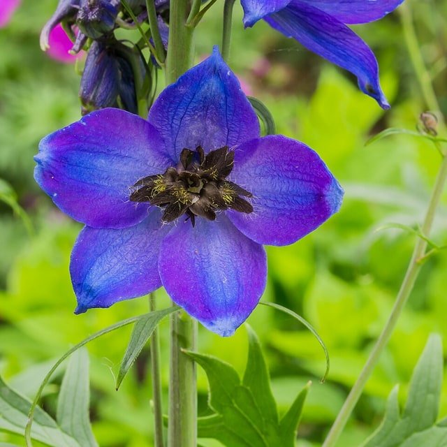 Blue Larkspur Spray