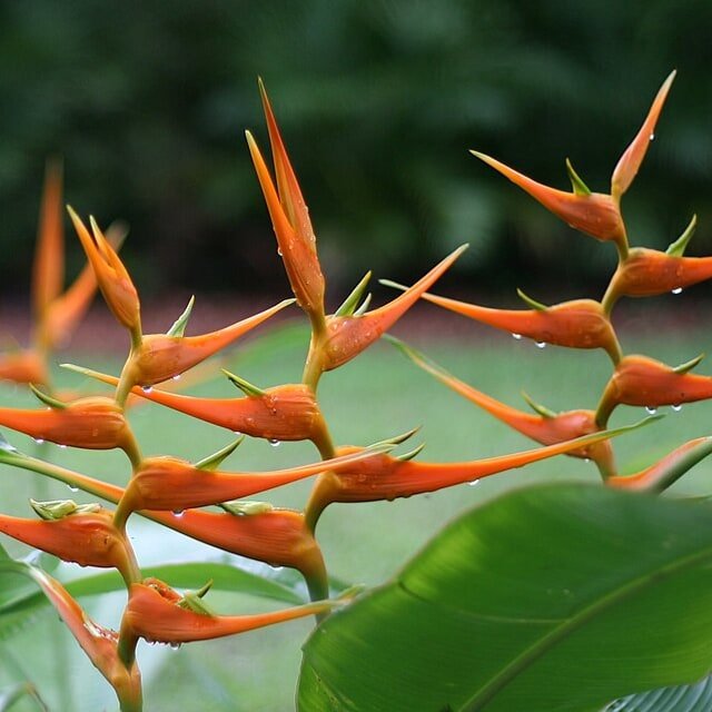 Crimson Heliconia Claw