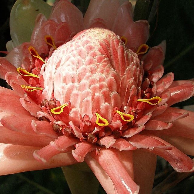 Ginger Torch Stem