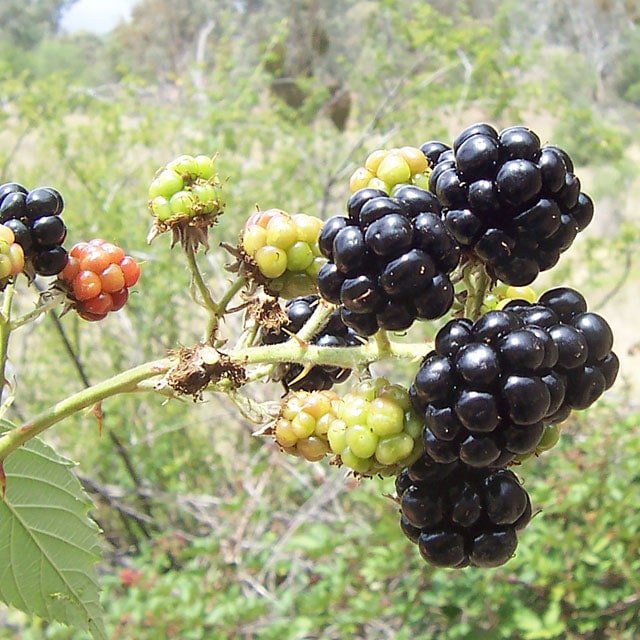 Triple Crown Thornless Blackberry
