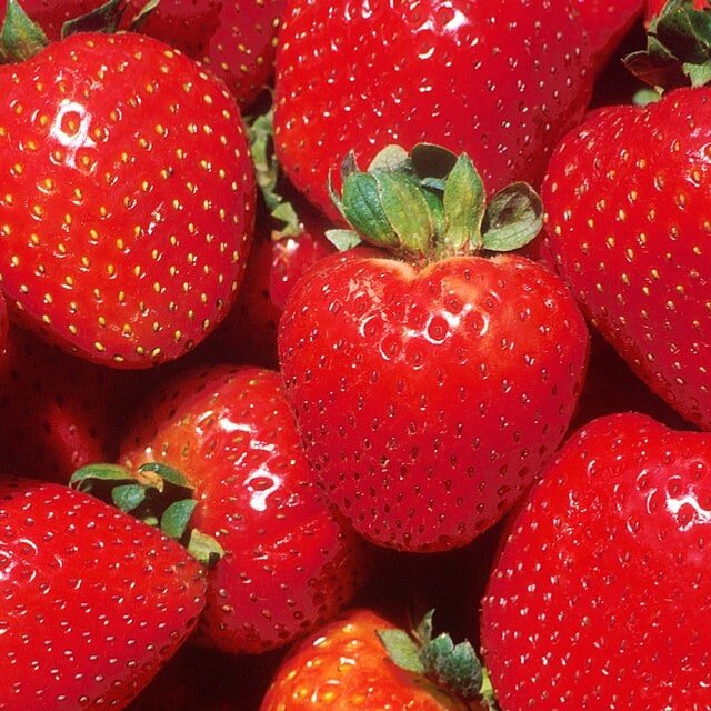 Chandler Jumbo Strawberry